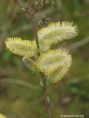 /album/my-local-birding-gallery/willow-poms-jpg/